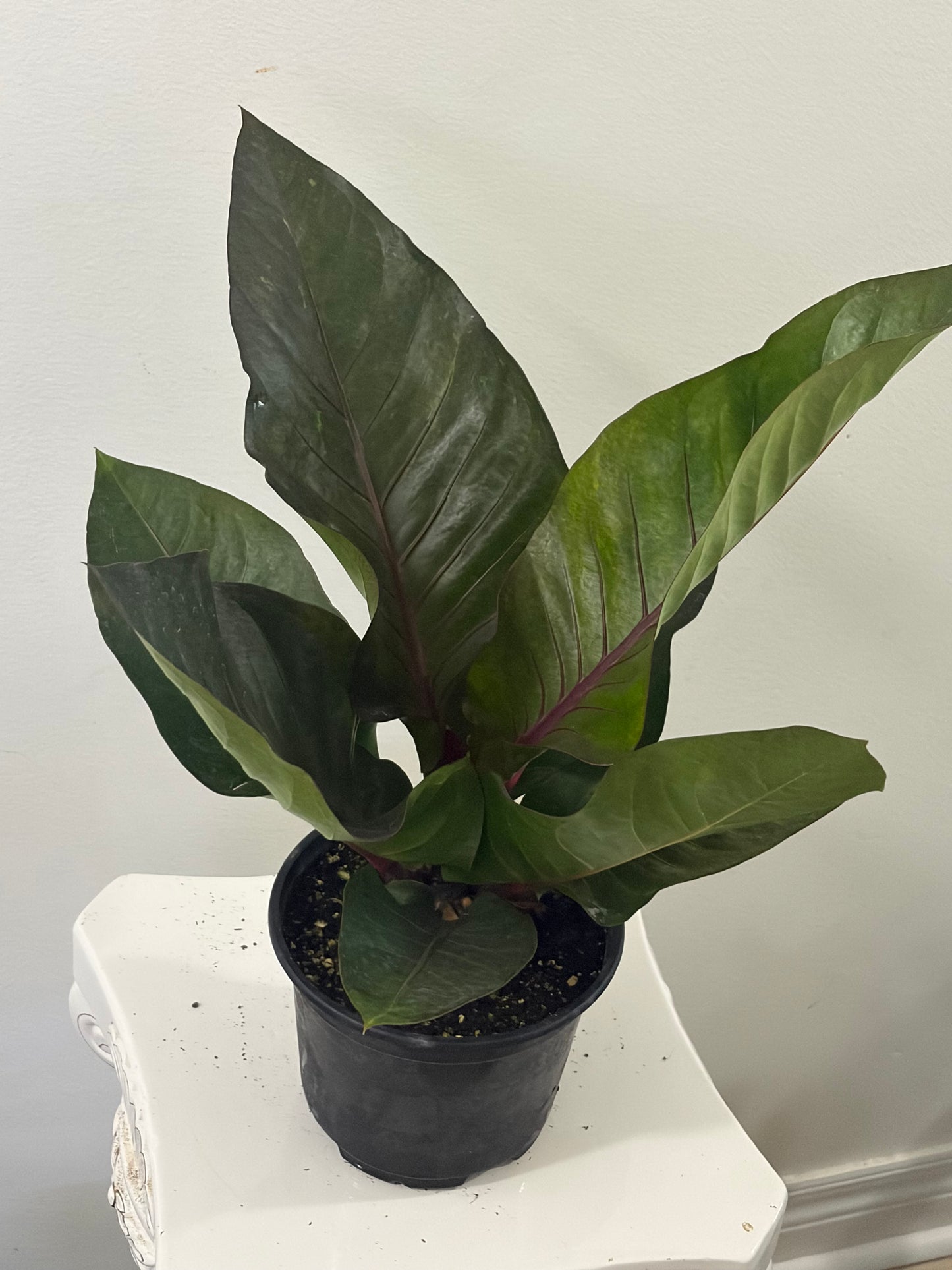 6" Anthurium Green Lady