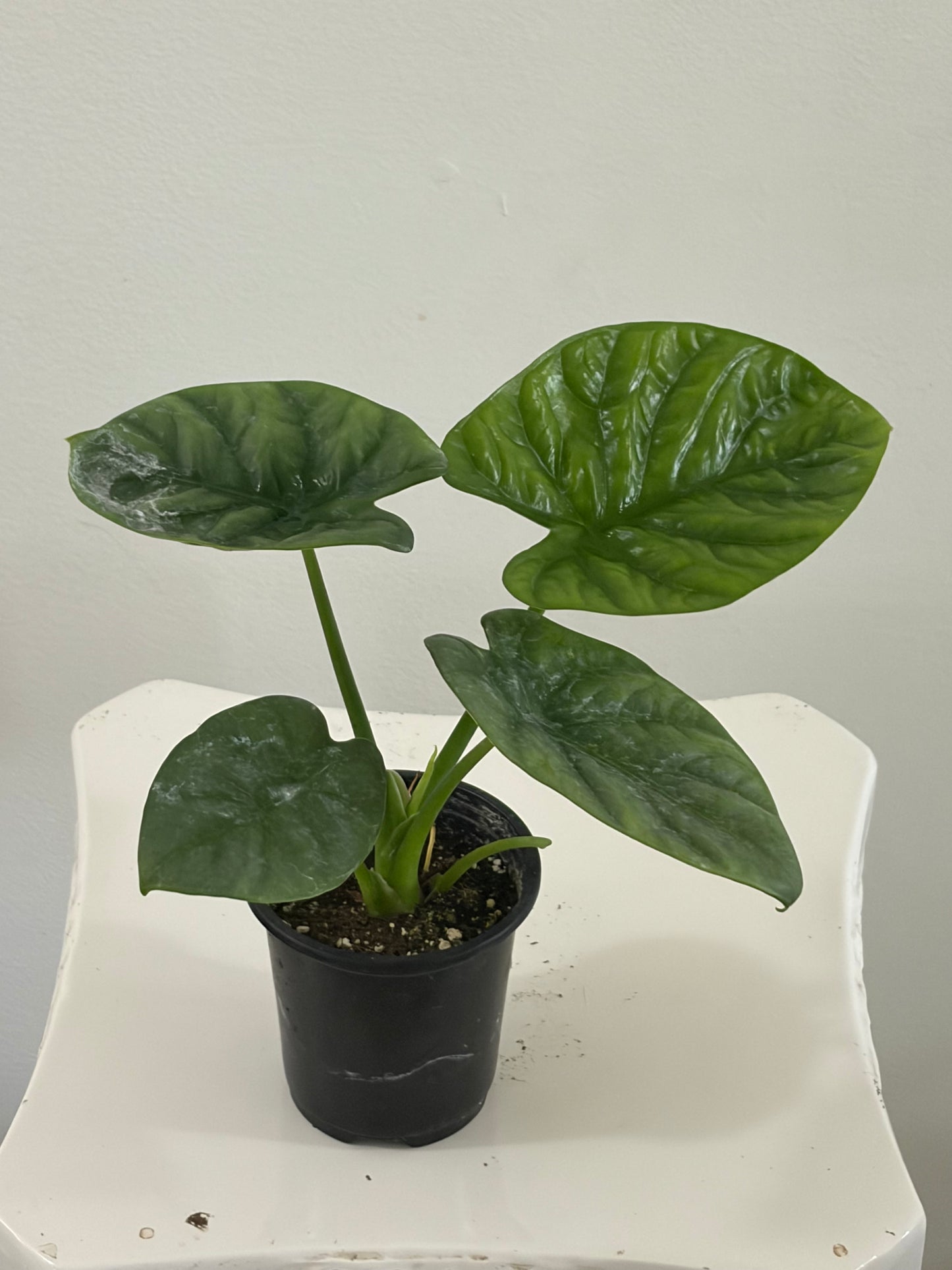 4" Alocasia Lukiwan