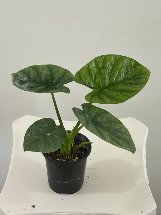 4" Alocasia Lukiwan