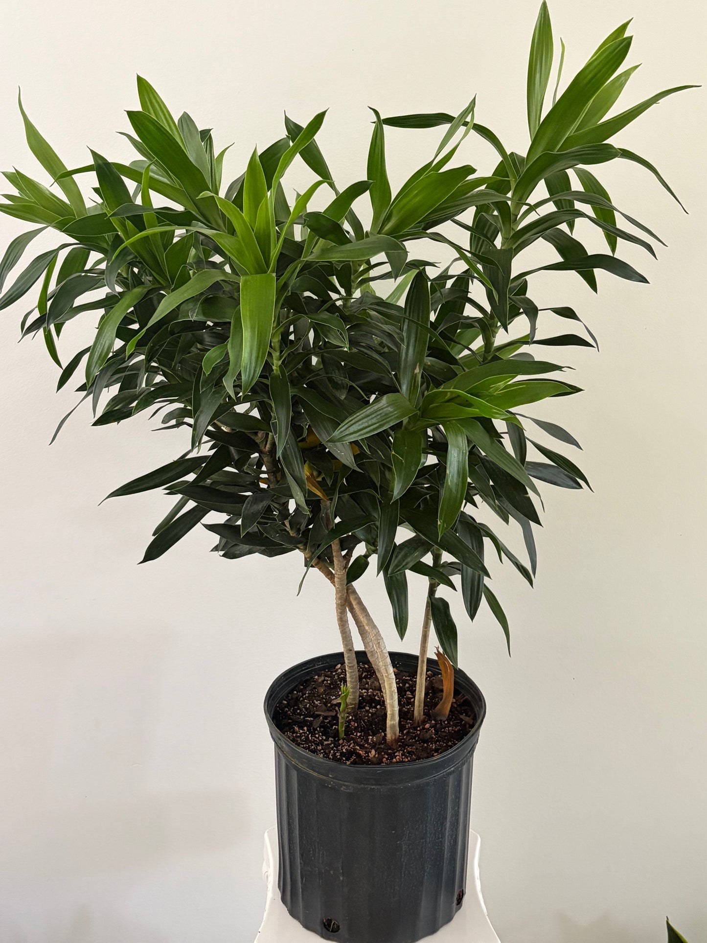10" Dracaena Reflexa