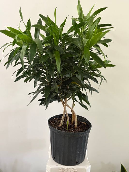 10" Dracaena Reflexa