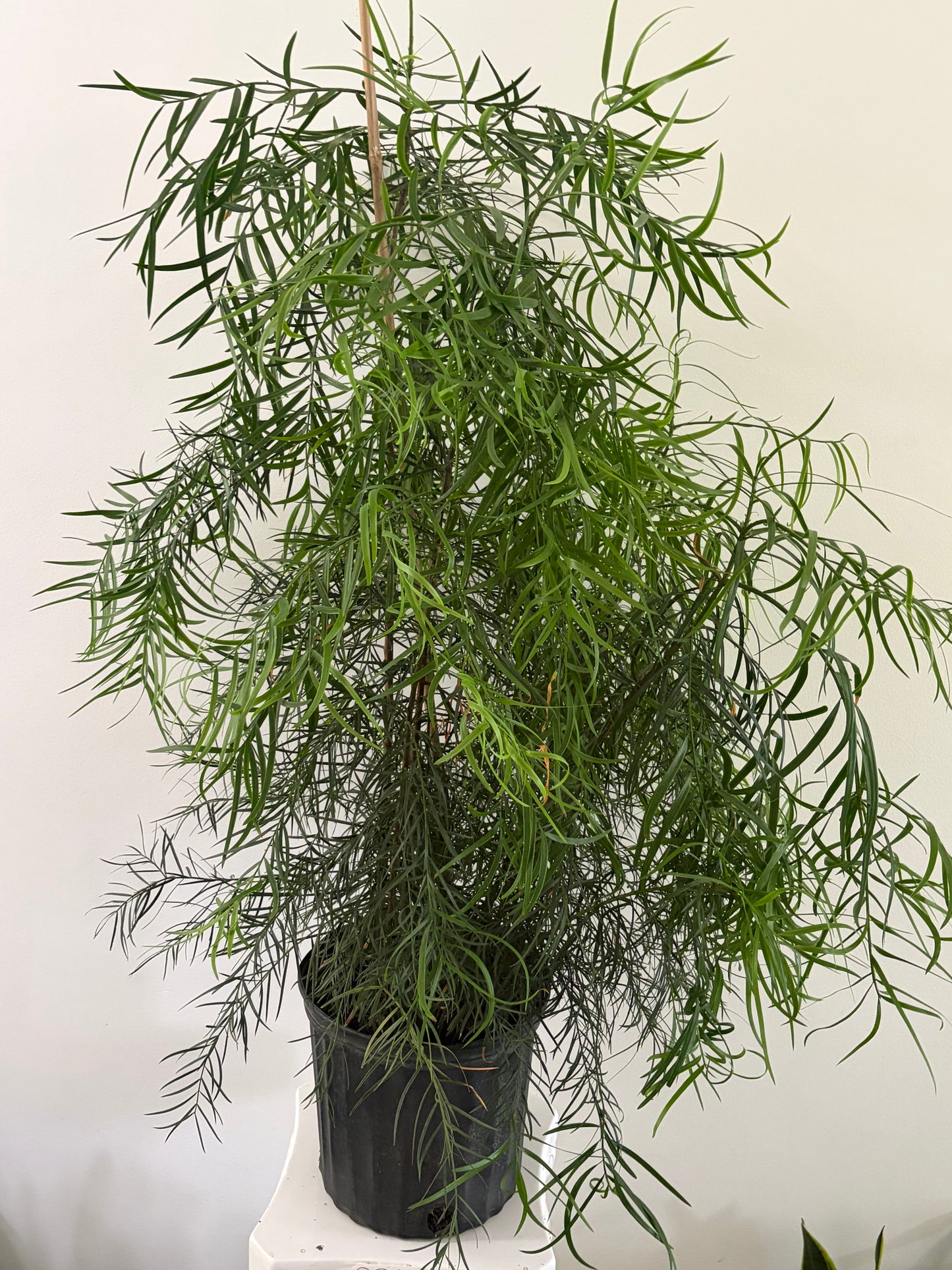 10" Podocarpus Gracilior