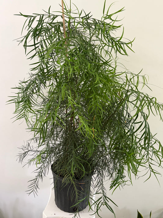 10" Podocarpus Gracilior