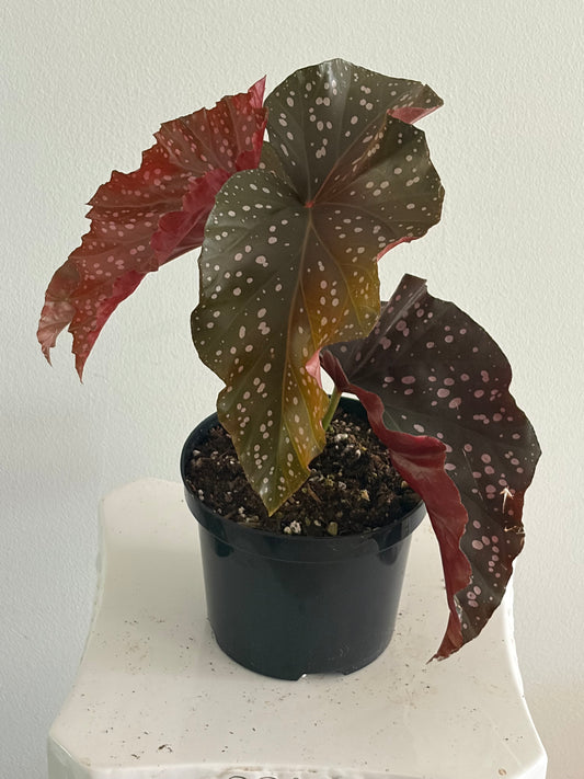 6' Begonia Cracklin Rosie