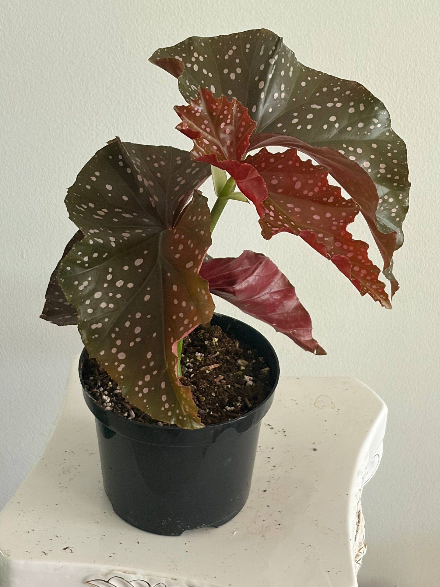 6' Begonia Cracklin Rosie