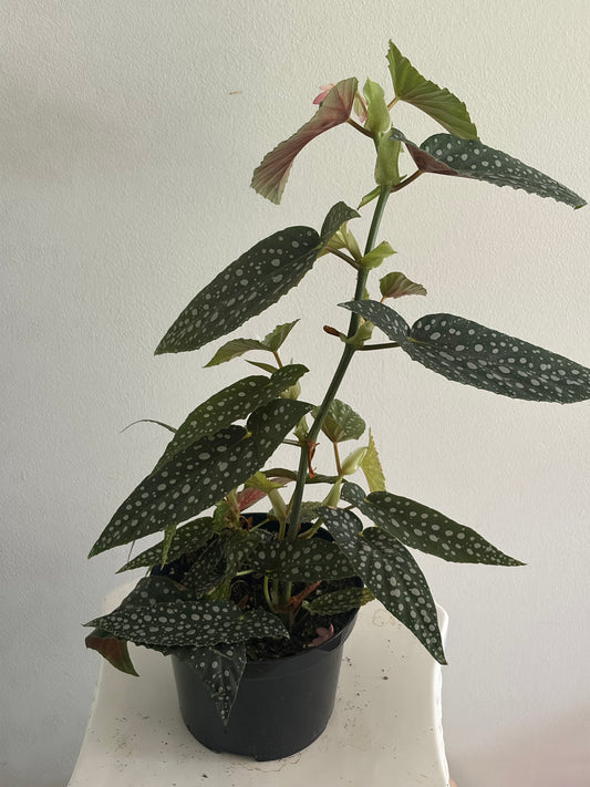 6' Begonia Maculata White