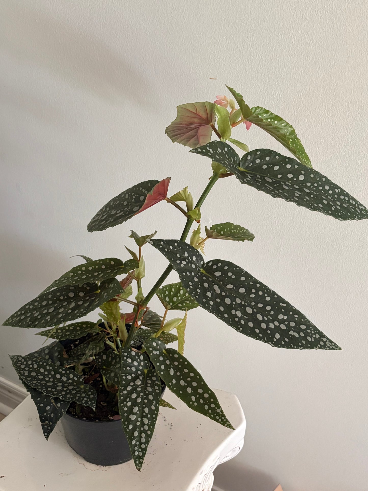 6' Begonia Maculata White