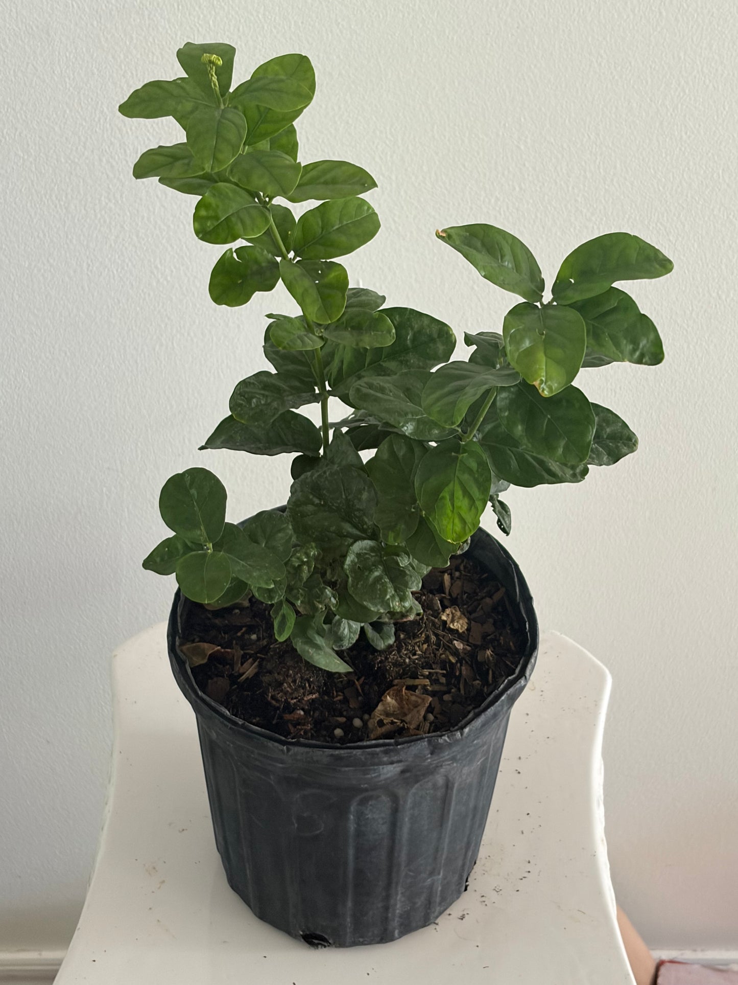 6" Jasmine Grand Duke