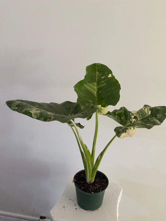 6" Alocasia Variegated