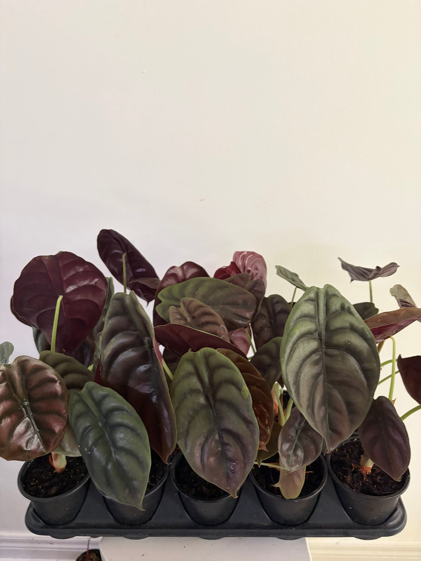 4" Alocasia Cuprea Red Secret - $15/each