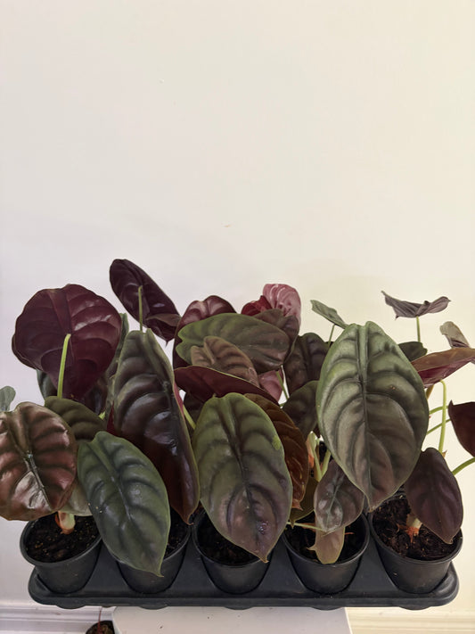 4" Alocasia Cuprea Red Secret - $15/each