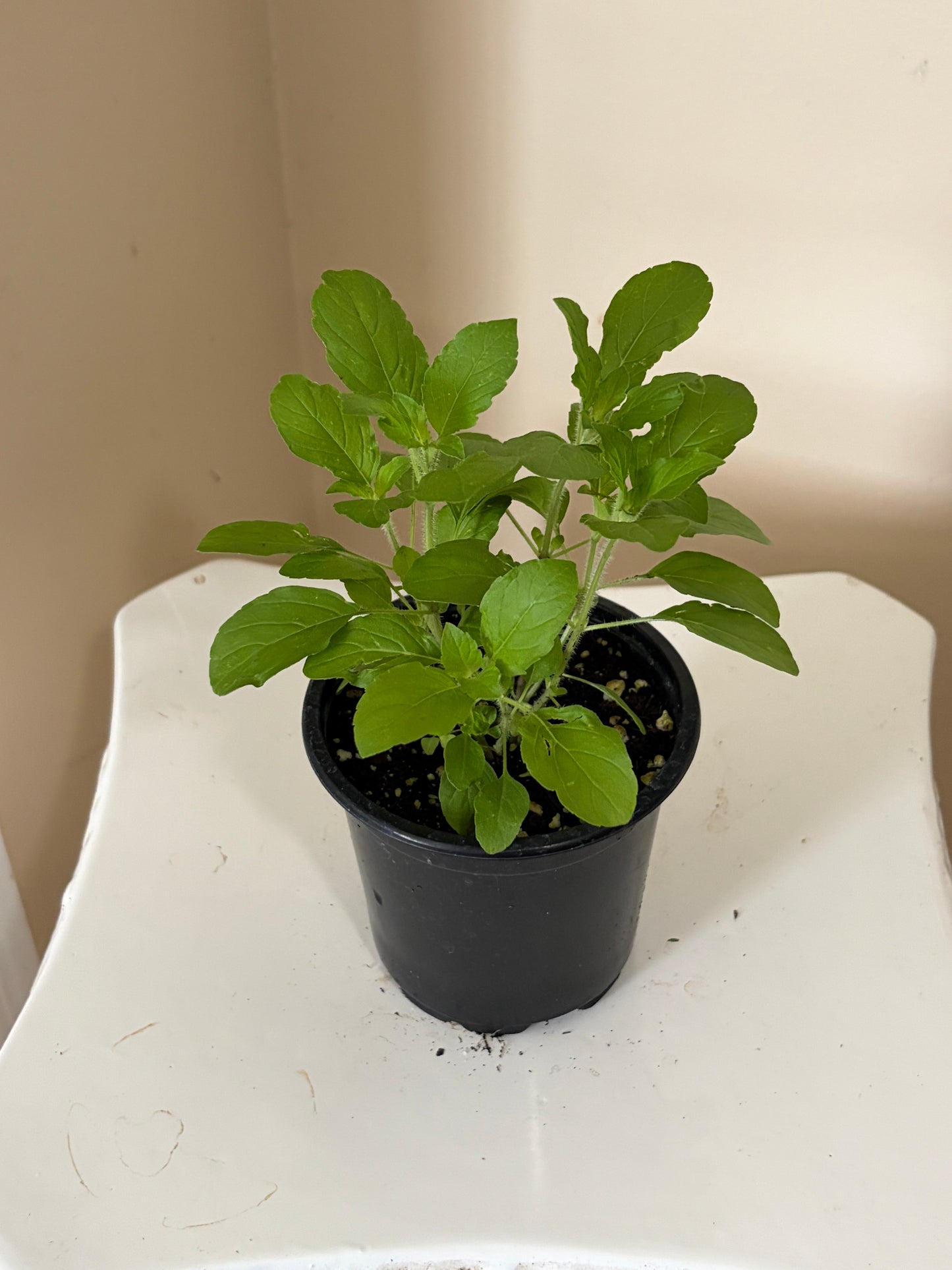 4" Tulsi