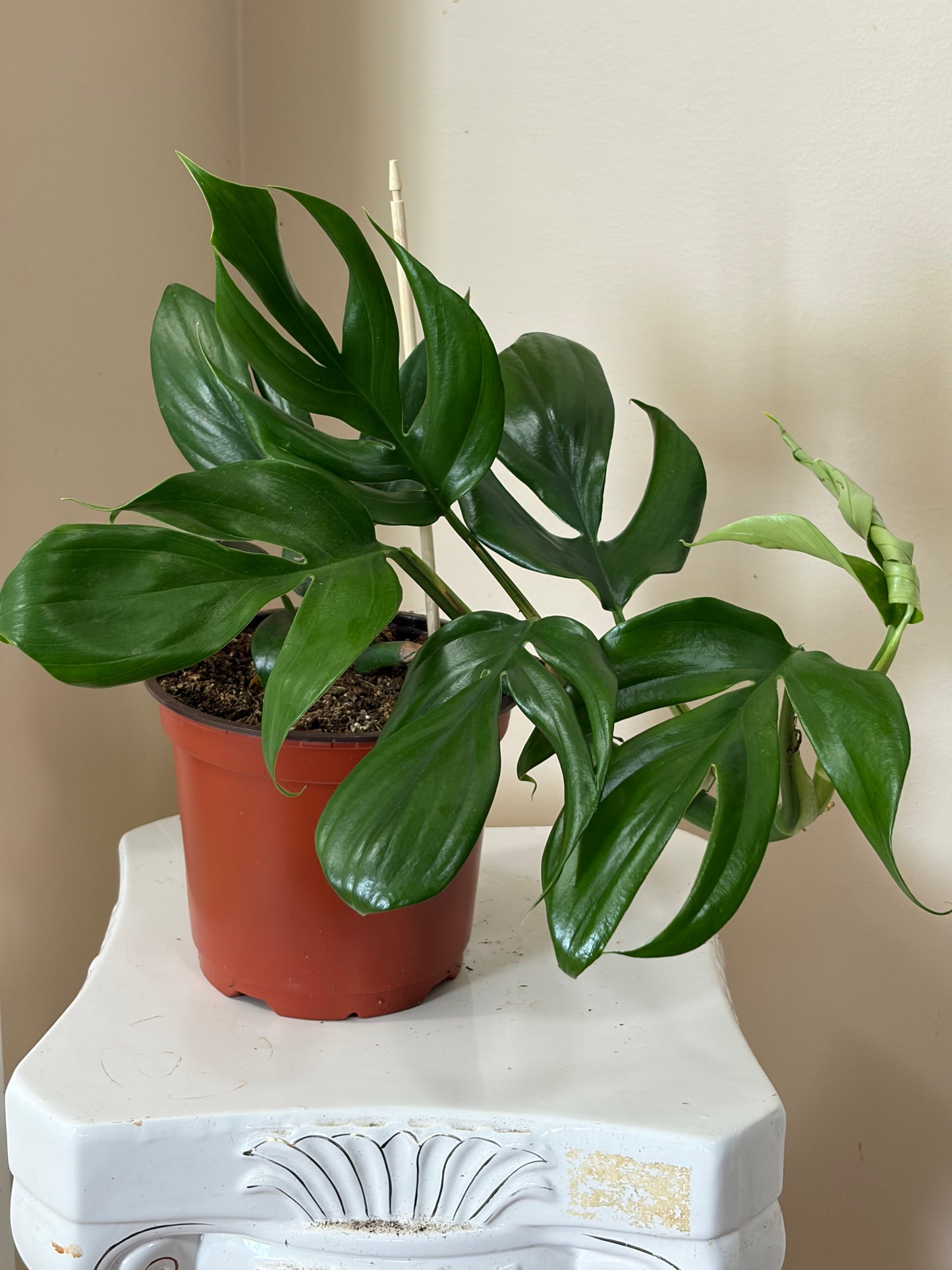 6" Rhaphidophora Dragon Tail