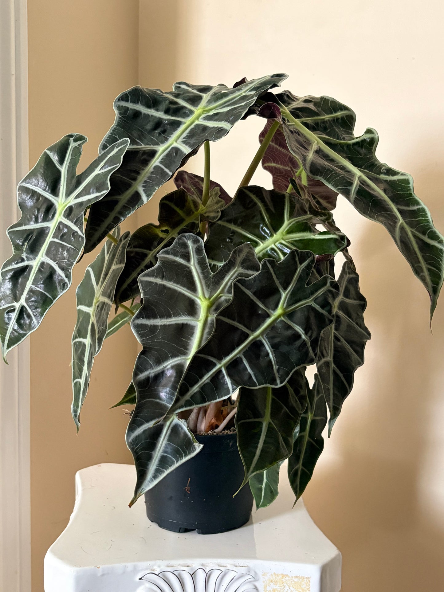 6" Alocasia Polly