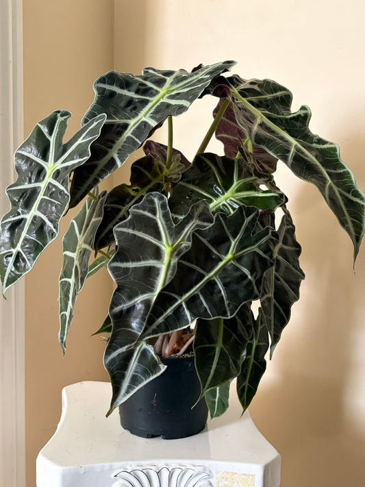 6" Alocasia Polly