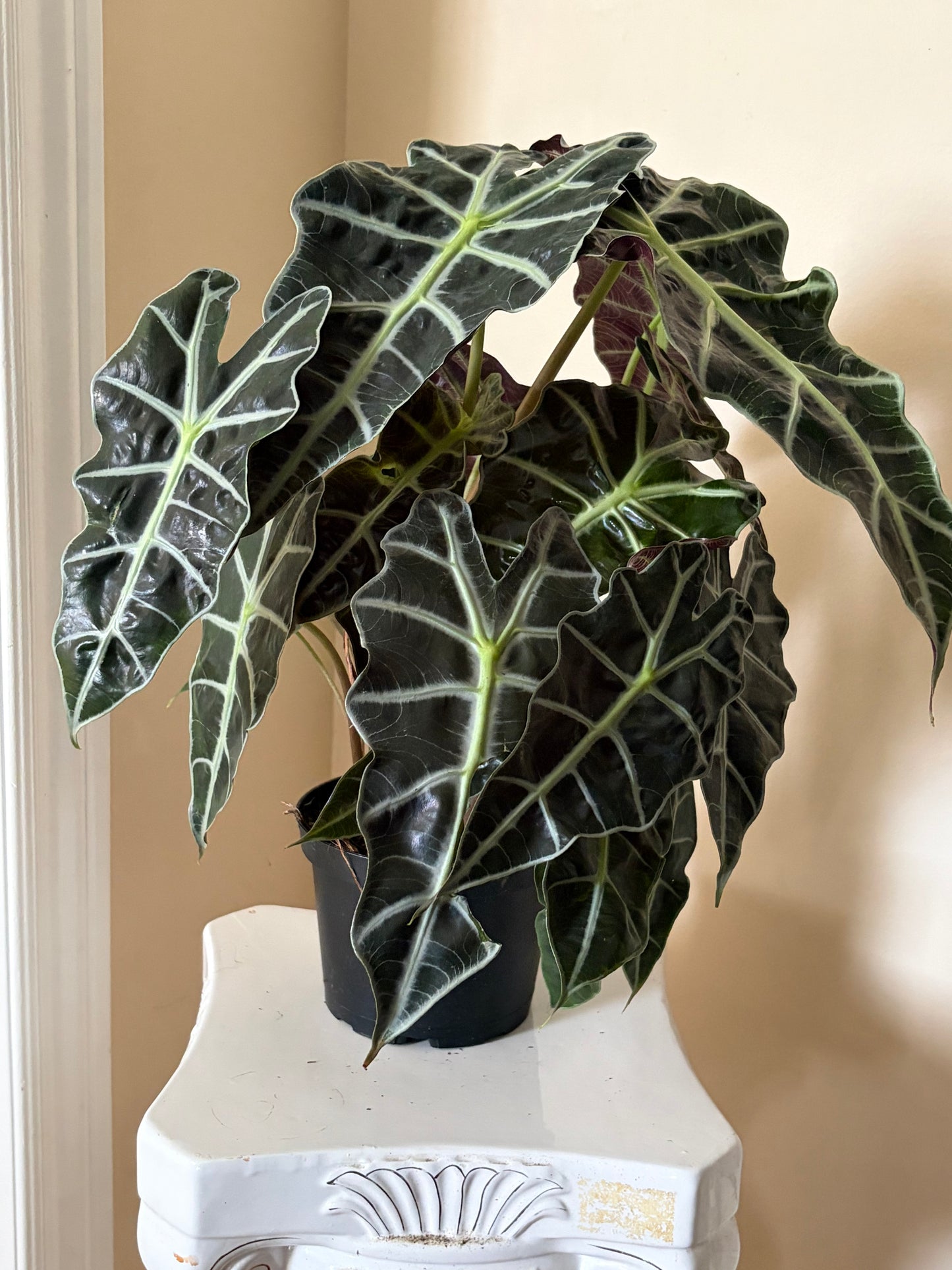 6" Alocasia Polly