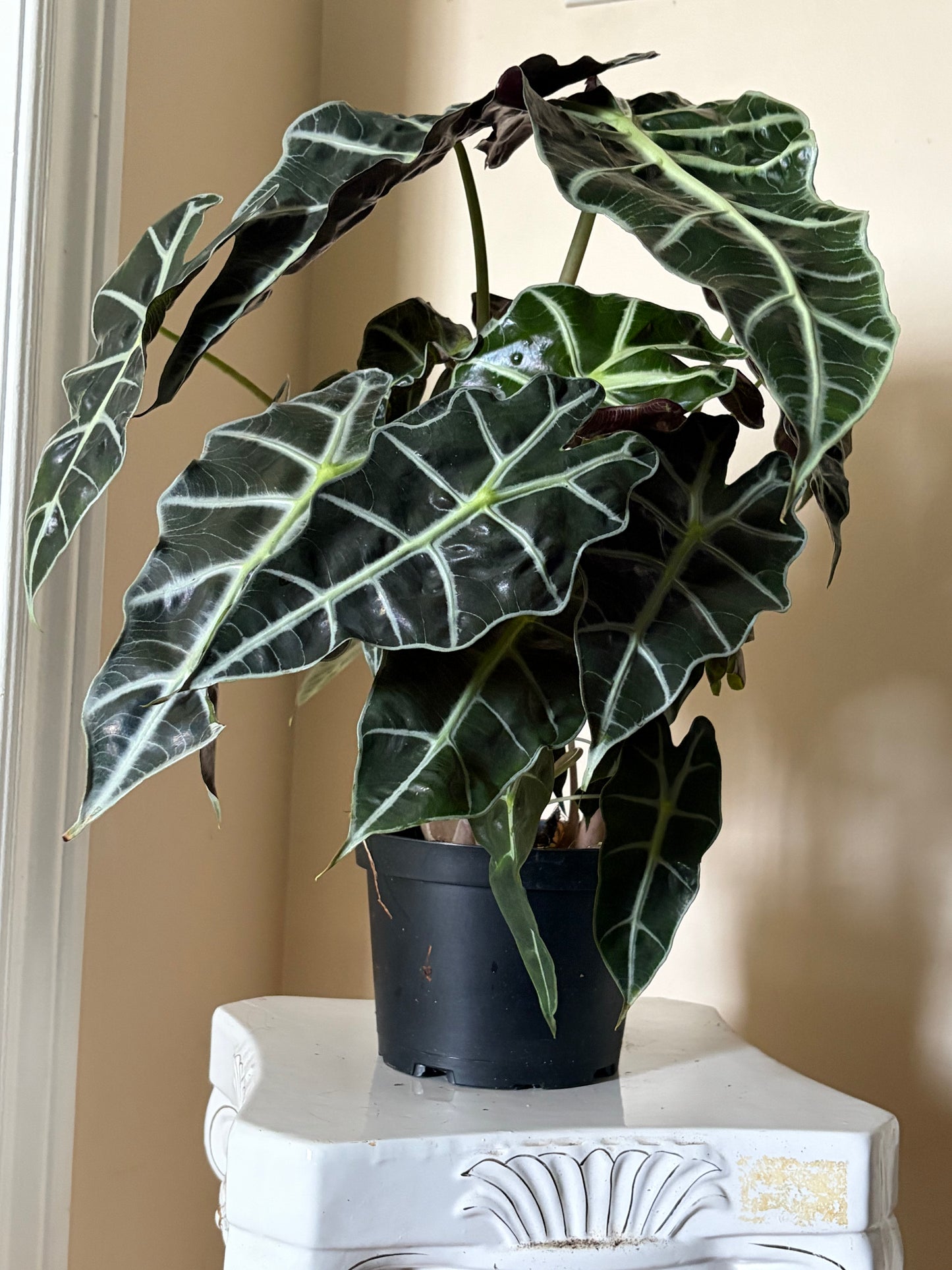 6" Alocasia Polly