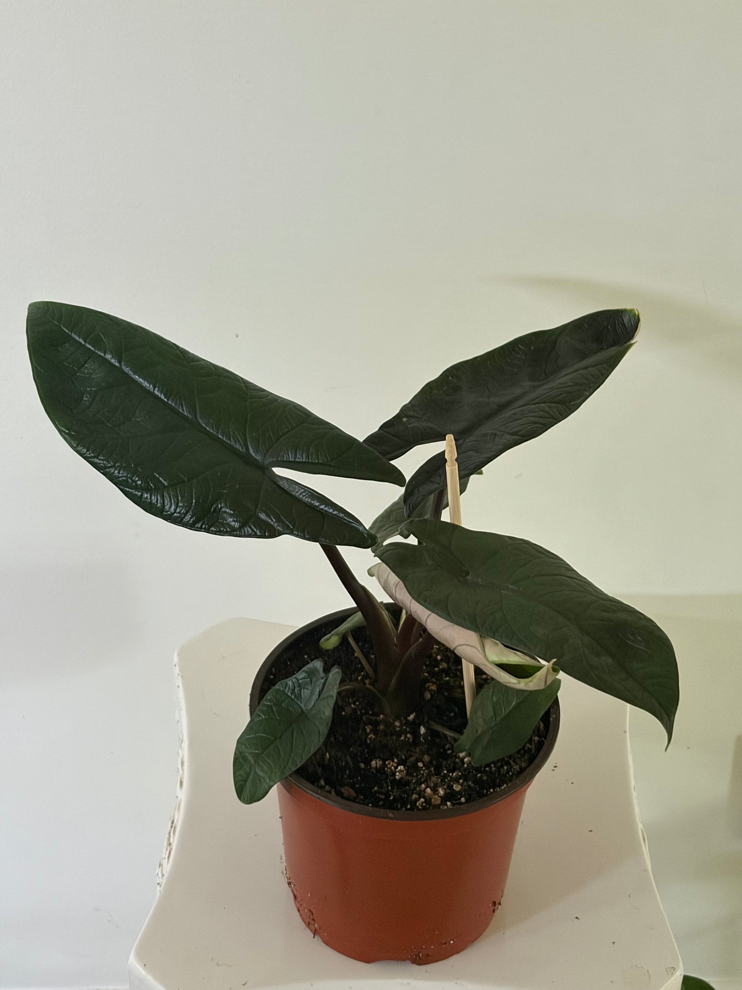 6" Alocasia Scalprum