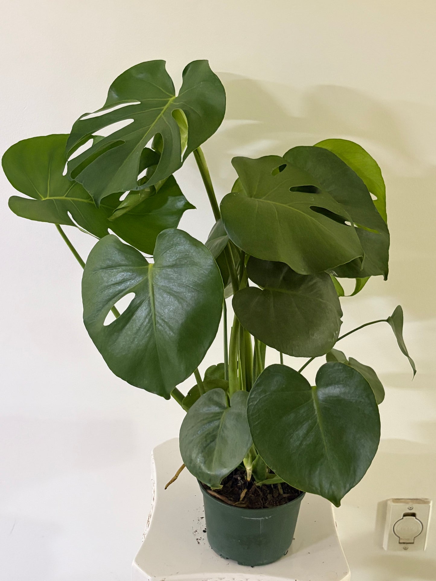6" Monstera Deliciosa