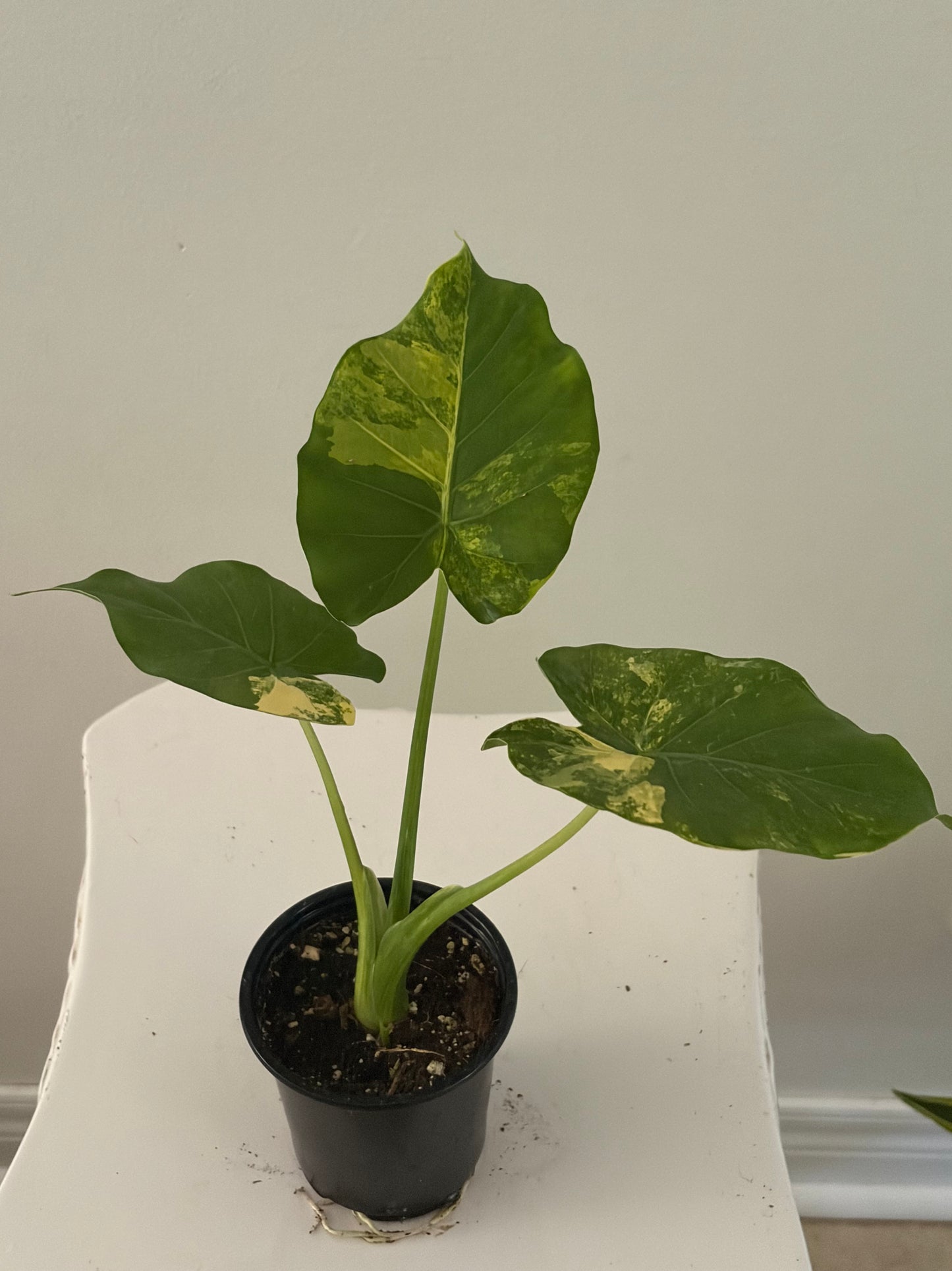 4" Alocasia Odora Yellow Variegated