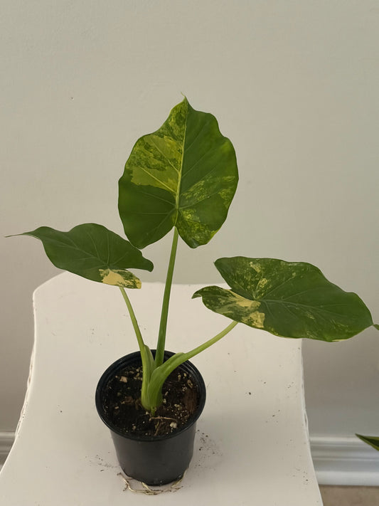 4" Alocasia Odora Yellow Variegated