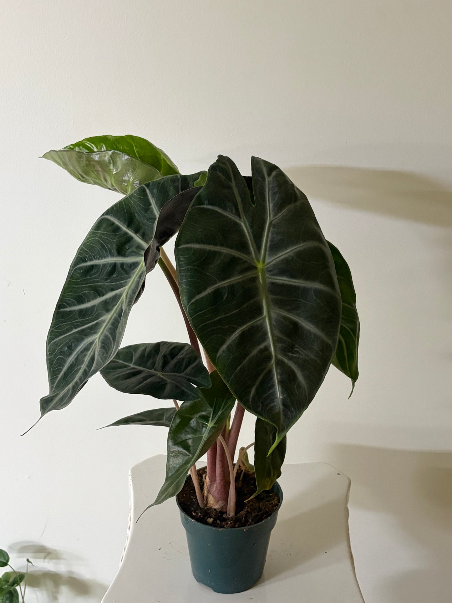 Alocasia Plant