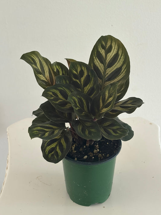 4" Calathea Peacock