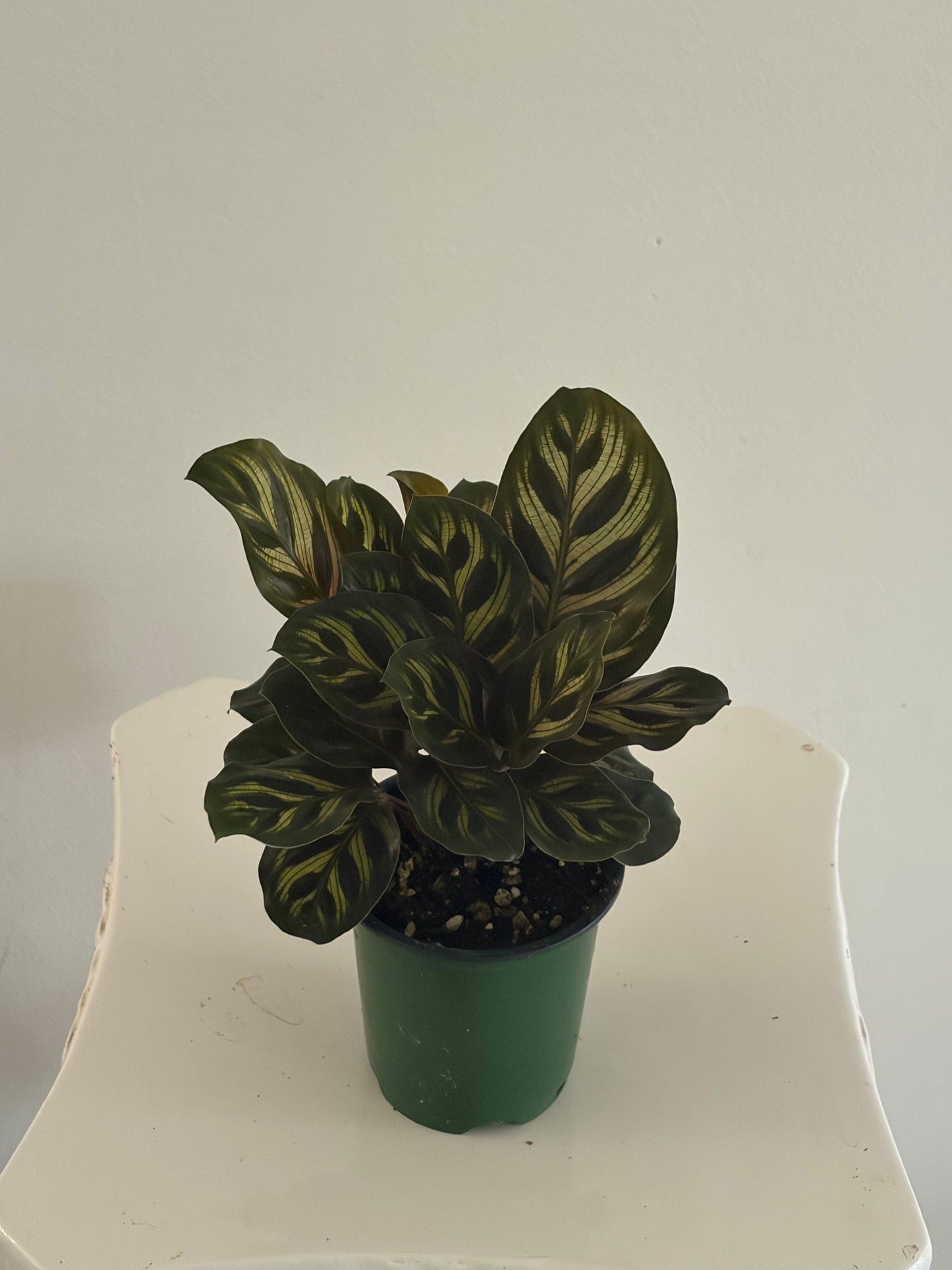4" Calathea Peacock