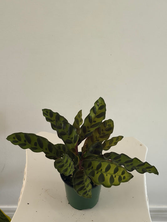 4" Calathea Rattle Snake