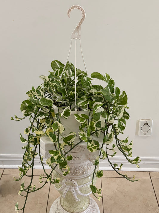 8" Pearls and Jade Pothos Hanging basket