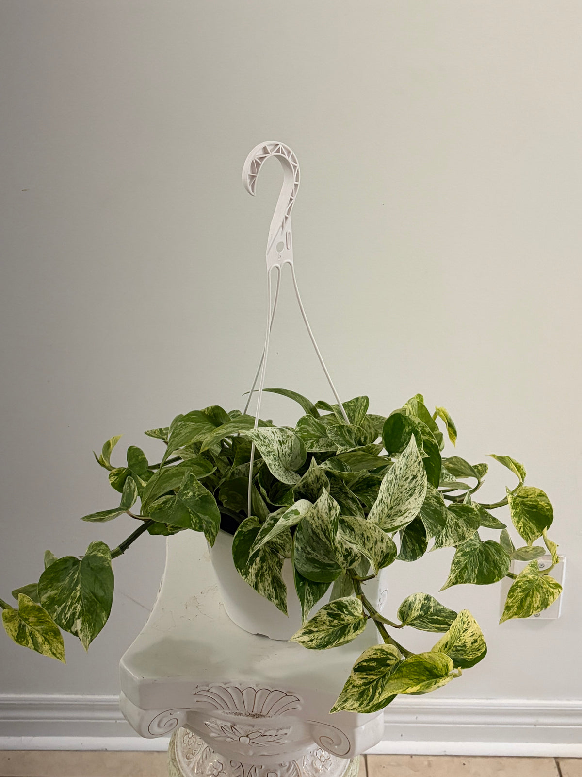 8" Marble Queen Pothos Hanging Basket