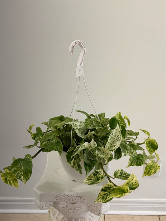 8" Marble Queen Pothos Hanging Basket