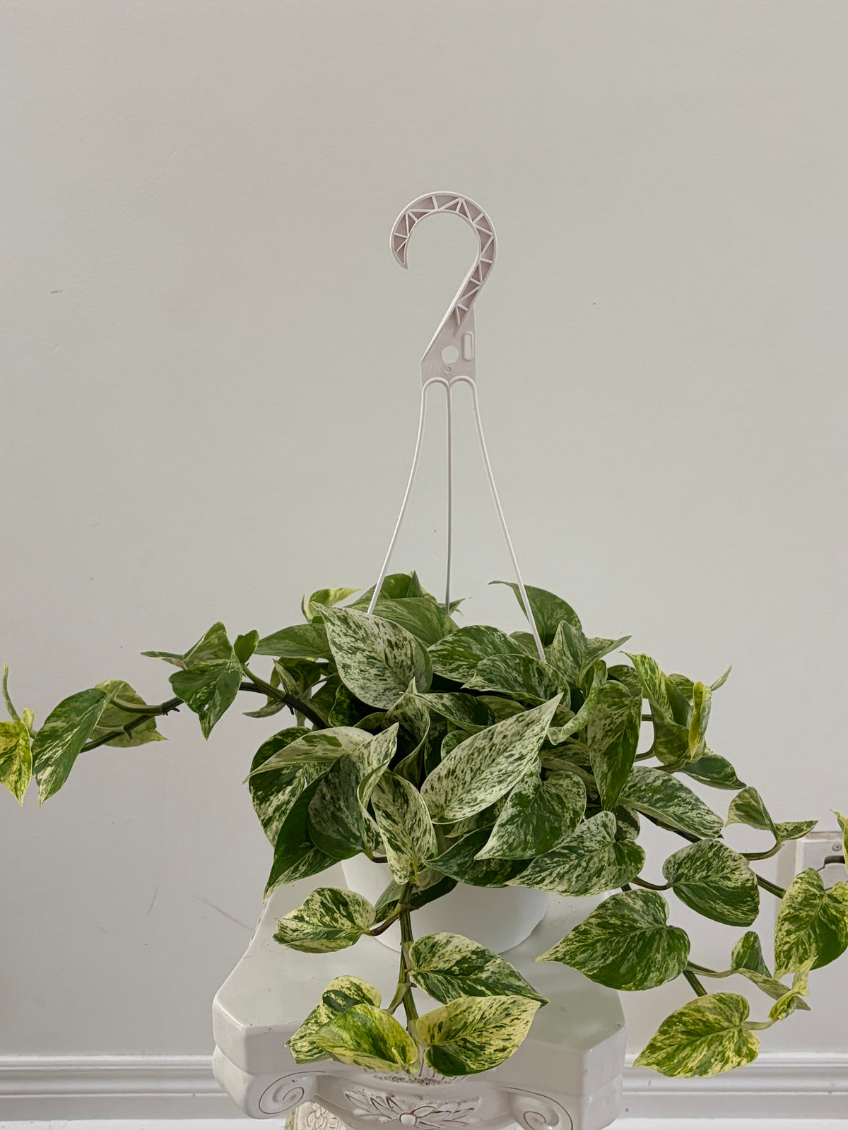 8" Marble Queen Pothos Hanging Basket