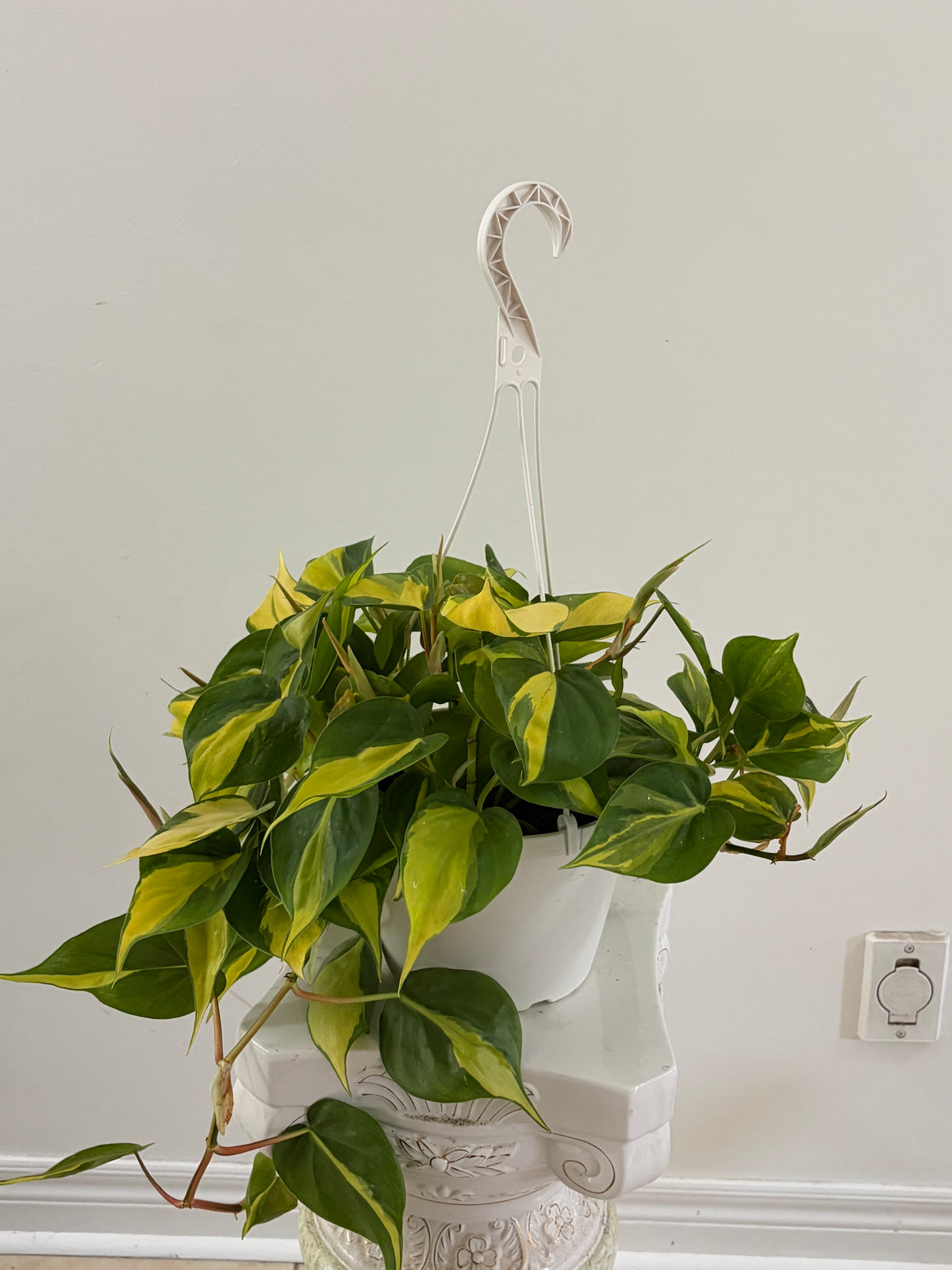 8" Philodendron Brazil Hanging Basket