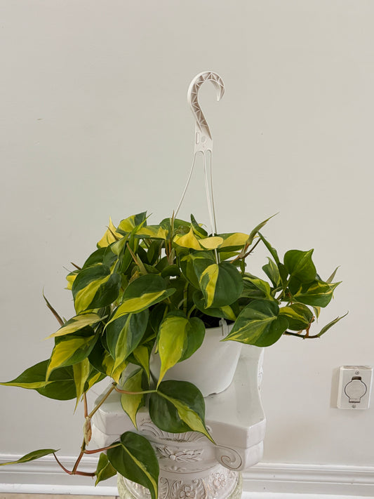 8" Philodendron Brazil Hanging Basket