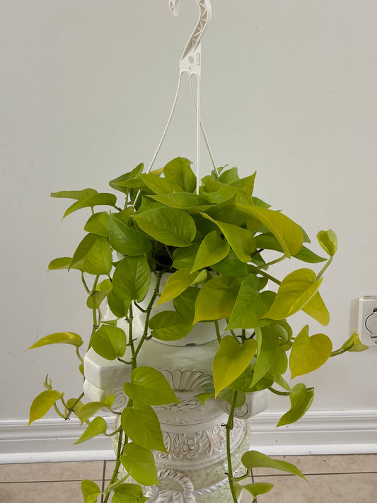 8" Neon pothos Hanging Basket
