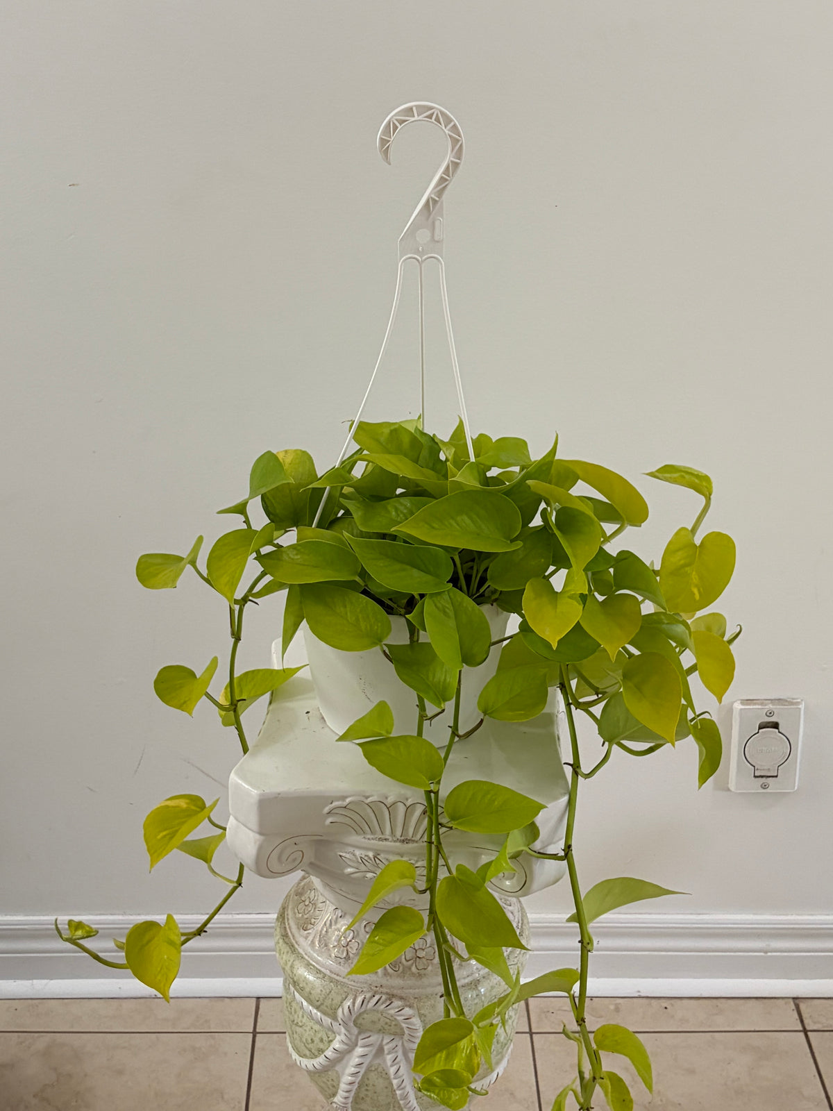 8" Neon pothos Hanging Basket