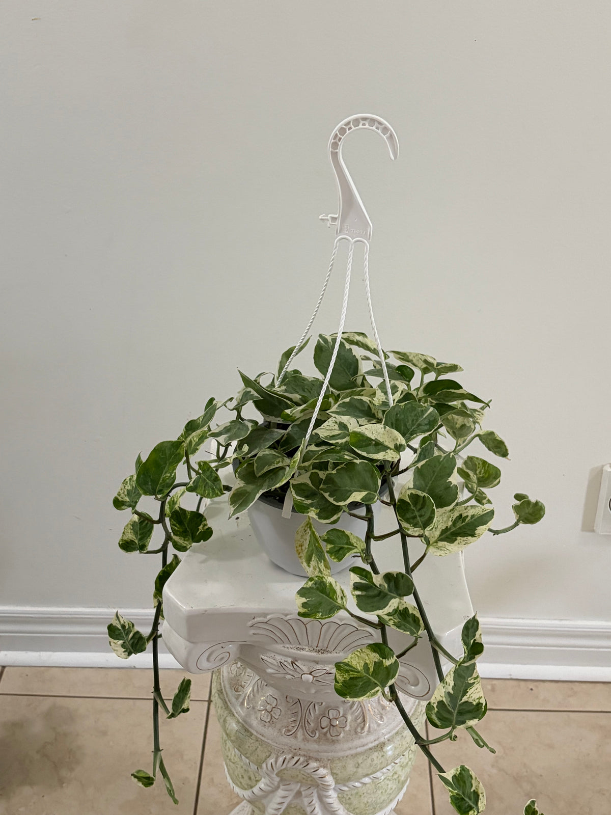 6" Pearls and Jade Pothos Hanging Basket