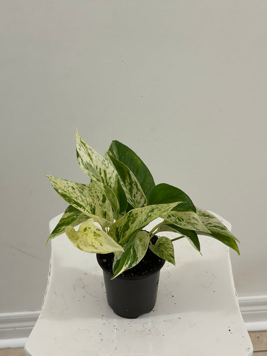 4" Marble Queen Pothos