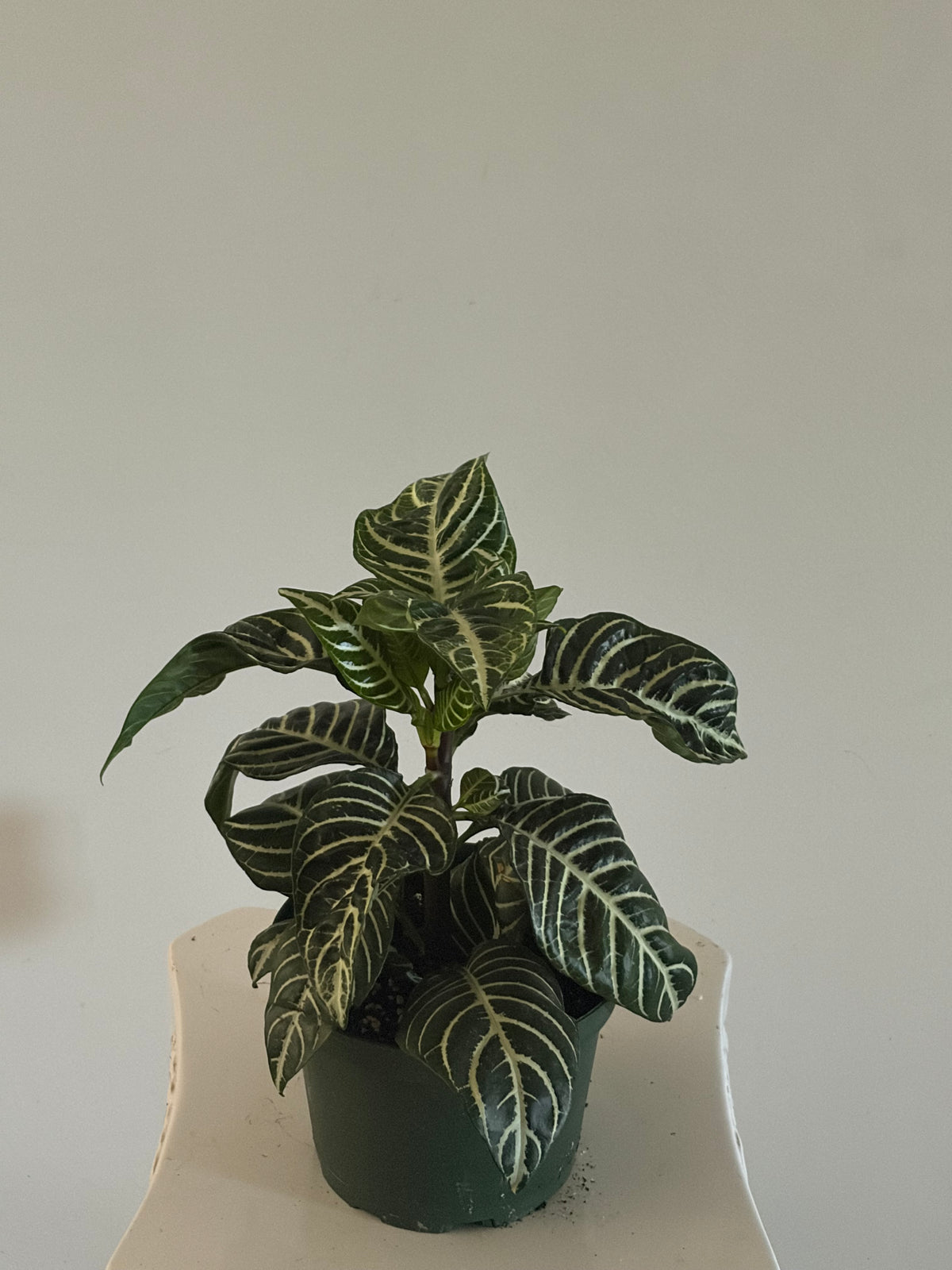 6" Zebra Plant