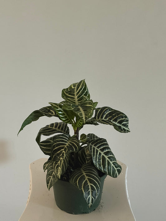 6" Zebra Plant