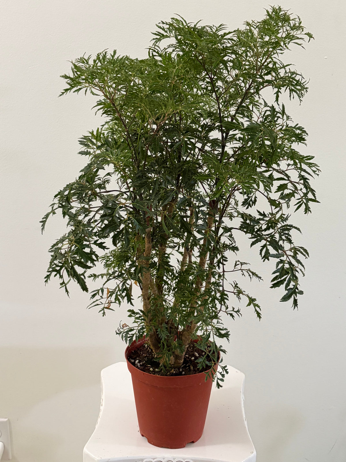 6" Aralia Ming