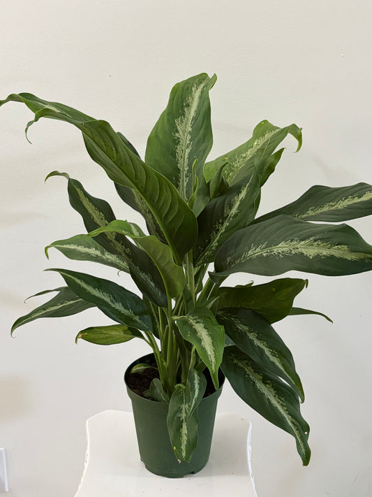 6" Dieffenbachia Panther