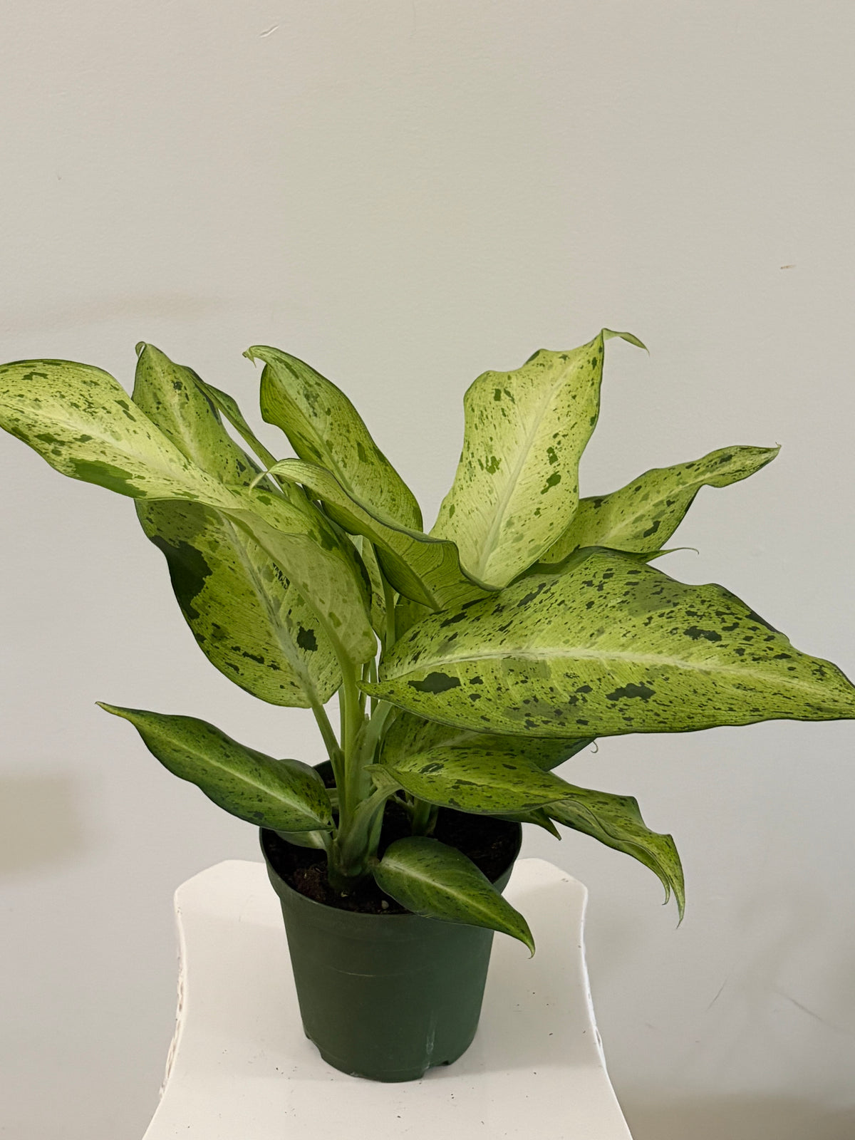 6" Dieffenbachia
