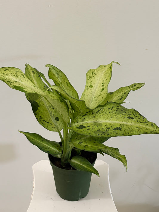 6" Dieffenbachia