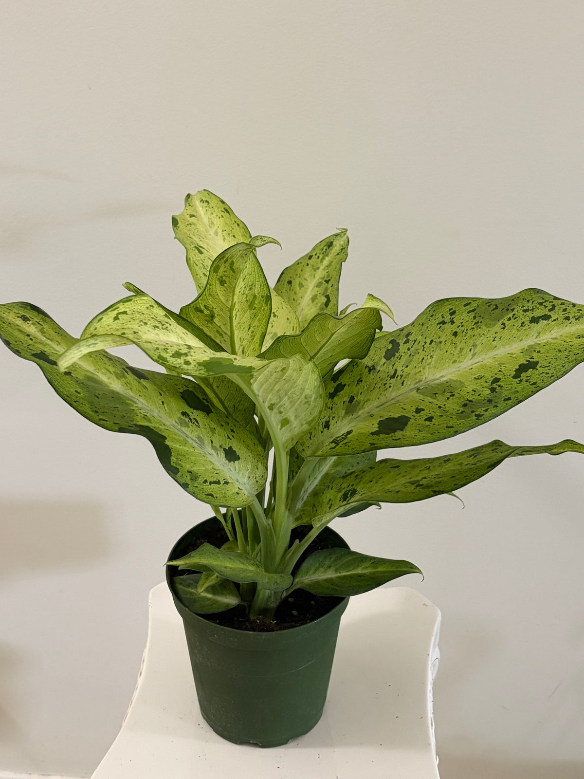 6" Dieffenbachia