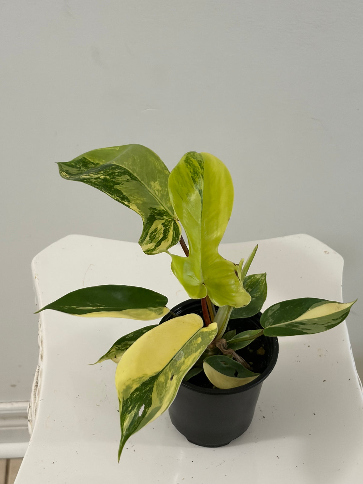 4" Variegated Florida Beauty