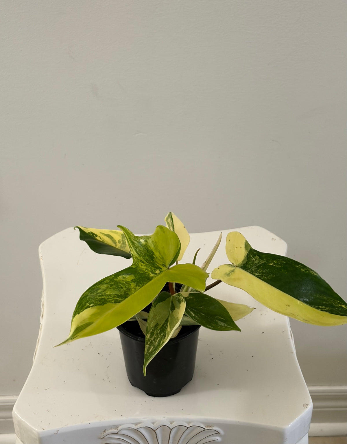 4" Variegated Florida Beauty