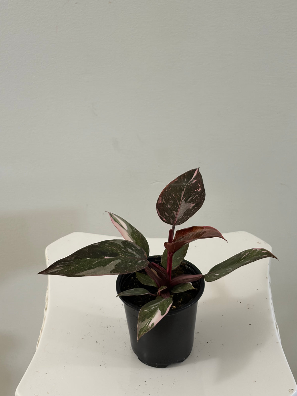 4" Philodendron Pink Princess
