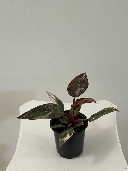 4" Philodendron Pink Princess